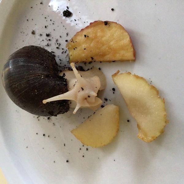 Bob the African Land Snail